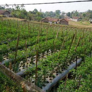 Surami: Petani Sayuran Meraup Rejeki dari Tumpang Sari