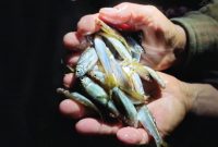 Ikan bilih (Mystacoleucus padangensis) yang merupakan ikan endemik di Danau Singkarak, Sumatera Barat. - Foto BPSPL Padang
