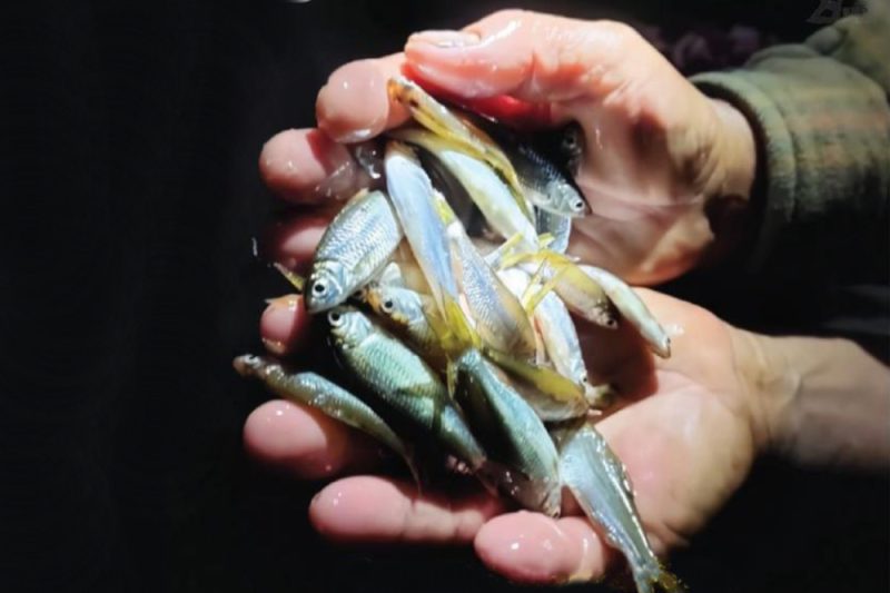 Ikan bilih (Mystacoleucus padangensis) yang merupakan ikan endemik di Danau Singkarak, Sumatera Barat. - Foto BPSPL Padang