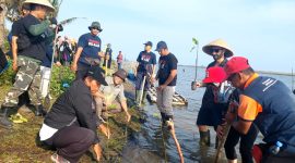 Para guru penggerak bersama PMI dan Disdikpora Kebumen sedang menanam pohon bakau di Kaliratu.